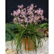 Nerine Pearls of Cherry - 1 szt.