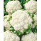 Kalafior Snowball X - średniopóźny