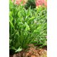 Funkia - Hosta Praying Hands - GIGA paczka! - 50 szt.