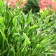 Funkia - Hosta Praying Hands - GIGA paczka! - 50 szt.