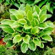 Funkia - Hosta So Sweet - pachnąca - GIGA paczka! - 50 szt.