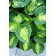 Funkia - Hosta Sunset Grooves - GIGA paczka! - 50 szt.