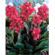Kanna - Crimson Beauty - GIGA paczka! - 50 szt.