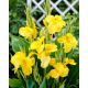 Kanna żółta - Yellow - GIGA paczka! - 50 szt.