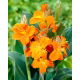 Kanna pomarańczowa - Orange - GIGA paczka! - 50 szt.