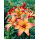 Lilia - Royal Sunset - GIGA paczka! - 50 szt.