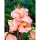 Kanna - Salmon Beauty - GIGA paczka! - 50 szt.