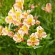 Alstremeria - Alstroemeria Majestic Layon - GIGA paczka! - 50 szt.