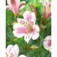 Alstremeria - Alstroemeria Majestic Fougere - duża paczka! - 10 szt.