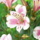 Alstremeria - Alstroemeria Majestic Fougere - duża paczka! - 10 szt.