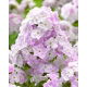 Floks (Phlox) - Płomyk wiechowaty - Cool Water - 1 szt.