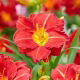 Liliowiec Booby Ruby