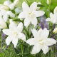 Lilia - Lotus Pure - orientalna, pełna