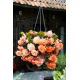 Begonia zwisająca - Splendide Apricot - 2 szt.