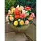 Begonia Pastel mix - 2 szt.