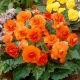 Begonia wielokwiatowa - Multiflora Maxima - pomarańczowa - 2 szt.