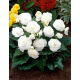 Begonia wielokwiatowa - Multiflora Maxima - biała - 2 szt.