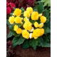 Begonia wielokwiatowa - Multiflora Maxima - żółta - 2 szt.