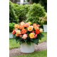 Begonia Superba Bolero - 2 szt.