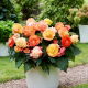 Begonia Superba Bolero - 2 szt.