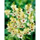 Ixia - Marquette - 25 szt.