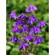 Orlik alpejski - Aquilegia alpina - 1 szt.