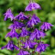 Orlik alpejski - Aquilegia alpina - 1 szt.
