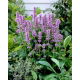 Agastache, Kłosowiec - Blue Fortune