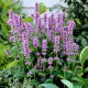 Agastache, Kłosowiec - Blue Fortune