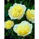 Piwonia, Paeonia - Prima Vera - sadzonka - duża paczka! - 10 szt.