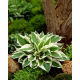 Funkia - Hosta Patriot - GIGA paczka! - 50 szt.