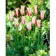 Tulipan Marilyn - GIGA paczka! - 250 szt.