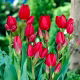 Tulipan Red Georgette - GIGA paczka! - 250 szt.