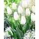Tulipan Hakuun - GIGA paczka! - 250 szt.