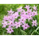 Ipheion - Ifejon - Charlotte Bishop - GIGA paczka! - 500 szt.