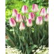 Tulipan Innuendo - GIGA paczka! - 250 szt.