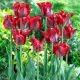 Tulipan Omnyacc - GIGA paczka! - 250 szt.