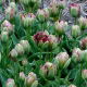 Tulipan Boa Vista - duża paczka! - 50 szt.