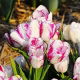 Tulipan Modern Style - GIGA paczka! - 250 szt.