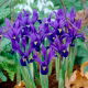 Irys botaniczny - Pixie - GIGA paczka! - 500 szt.