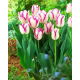 Tulipan Affaire - GIGA paczka! - 250 szt.