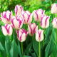 Tulipan Affaire - GIGA paczka! - 250 szt.