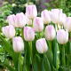 Tulipan Gwen - GIGA paczka! - 250 szt.