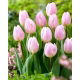 Tulipan Sweet Flag - GIGA paczka! - 250 szt.