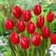Tulipan Temptation - GIGA paczka! - 250 szt.