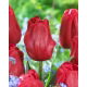 Tulipan Idol - GIGA paczka! - 250 szt.