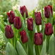 Tulipan Mascara - GIGA paczka! - 250 szt.