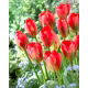 Tulipan Red Alert - GIGA paczka! - 250 szt.