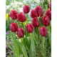 Tulipan Pioneer - GIGA paczka! - 250 szt.
