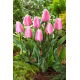 Tulipan Synaeda Amor - GIGA paczka! - 250 szt.